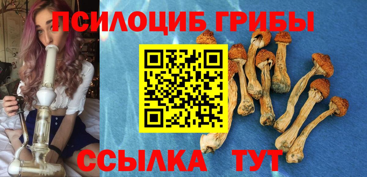Псилоцибиновые грибы Psilocybe Димитровград
